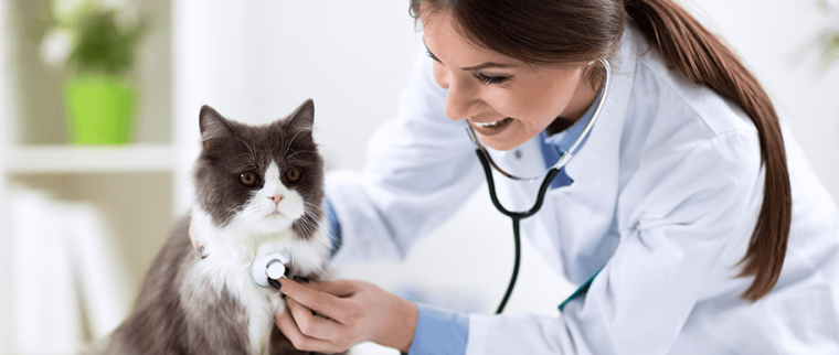 chat chez le vétérinaire